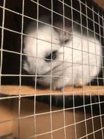 2 V chinchilla’s nog andere chins te koop, Animaux & Accessoires, Rongeurs, Chinchilla