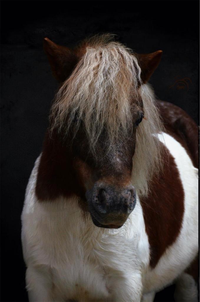 Super leuke halve stal shetlander aangeboden, Dieren en Toebehoren, Pony's, Merrie, Zadelmak, A pony (tot 1.17m), Recreatiepony