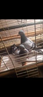 postduif koppel, Dieren en Toebehoren, Postduif