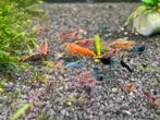 Mix (Cull) Garnalen op Kraanwater, Kreeft, Krab of Garnaal, Zoetwatervis