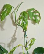 Monstera indonesia marble, Huis en Inrichting, Kamerplanten, Ophalen of Verzenden