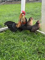 Trio hollandse krielen, Dieren en Toebehoren, Pluimvee