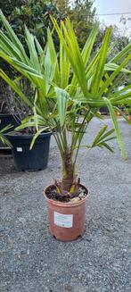 Winterharde palmboom Trachycarpus Fortunei, Tuin en Terras, Ophalen, Halfschaduw, Palmboom
