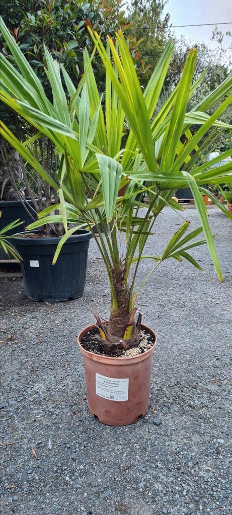 Winterharde palmboom Trachycarpus Fortunei, Tuin en Terras, Planten | Bomen, Palmboom, Halfschaduw, Ophalen