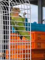 Dwergpapegaai agapornis roseicollis, Dieren en Toebehoren, Vogels | Parkieten en Papegaaien