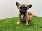 Chiots Bouledogue Français, Hépatite contagieuse (maladie de Rubarth), Bouledogue, Plusieurs, Belgique