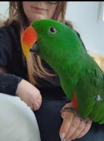 edelpapegaai  Eclectus, Dieren en Toebehoren, Vogels | Parkieten en Papegaaien, Mannelijk, Papegaai, Pratend