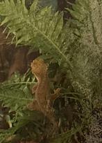 Wimpergecko, Dieren en Toebehoren, Reptielen en Amfibieën, Amfibie, Met terrarium, 3 tot 6 jaar