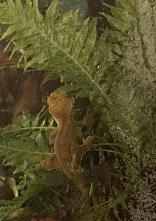 Wimpergecko, Dieren en Toebehoren, Reptielen en Amfibieën, Amfibie, 3 tot 6 jaar, Met terrarium, Tam