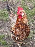 Zeer mooie Leghorn porselein hennen 2024, Dieren en Toebehoren, Vrouwelijk, Kip
