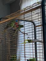 kopen of ruilen met 2 popjes halsbandparkieten, Dieren en Toebehoren, Vogels | Parkieten en Papegaaien