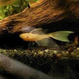 Ancistrus L144 lemon longfin beschikbaar voor biedingen