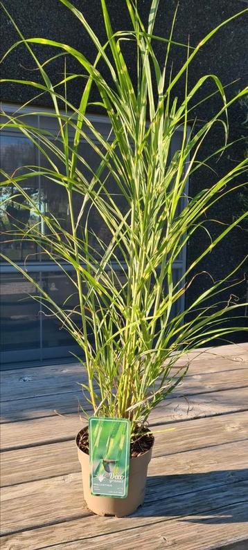 Chinees prachtriet - Muscanthus sin. Zebrinus  beschikbaar voor biedingen