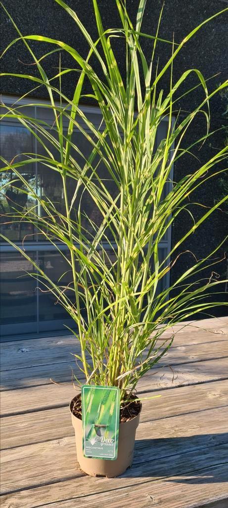 Chinees prachtriet - Muscanthus sin. Zebrinus, Tuin en Terras, Planten | Tuinplanten, Ophalen