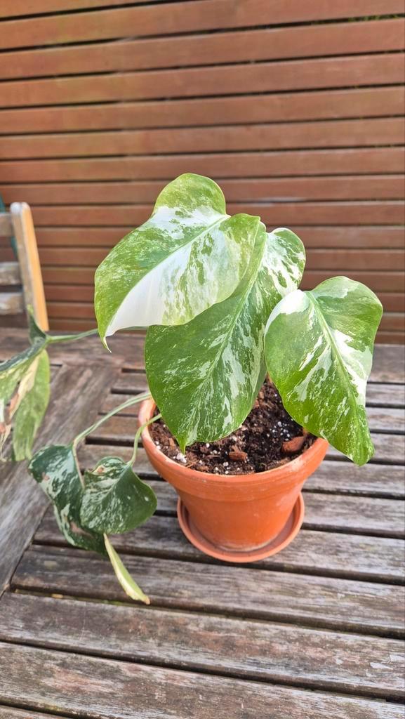 Monstera variegata, Huis en Inrichting, Kamerplanten, Ophalen of Verzenden