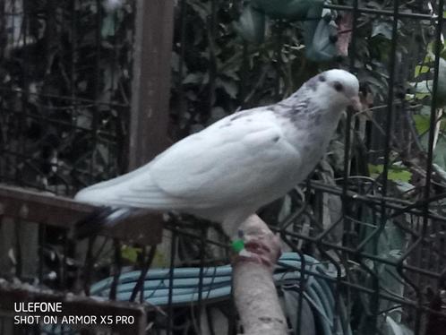 Birmingham Roller, Animaux & Accessoires, Oiseaux | Pigeons, Pigeon culbutant ou Roller, Plusieurs animaux