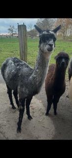 Alpaca, Juin
