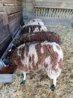 baggerbonte schapen, Vrouwelijk, Schaap, 0 tot 2 jaar