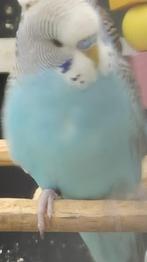 parkiet, Dieren en Toebehoren, Vogels | Parkieten en Papegaaien, Meerdere dieren, Parkiet, Geringd