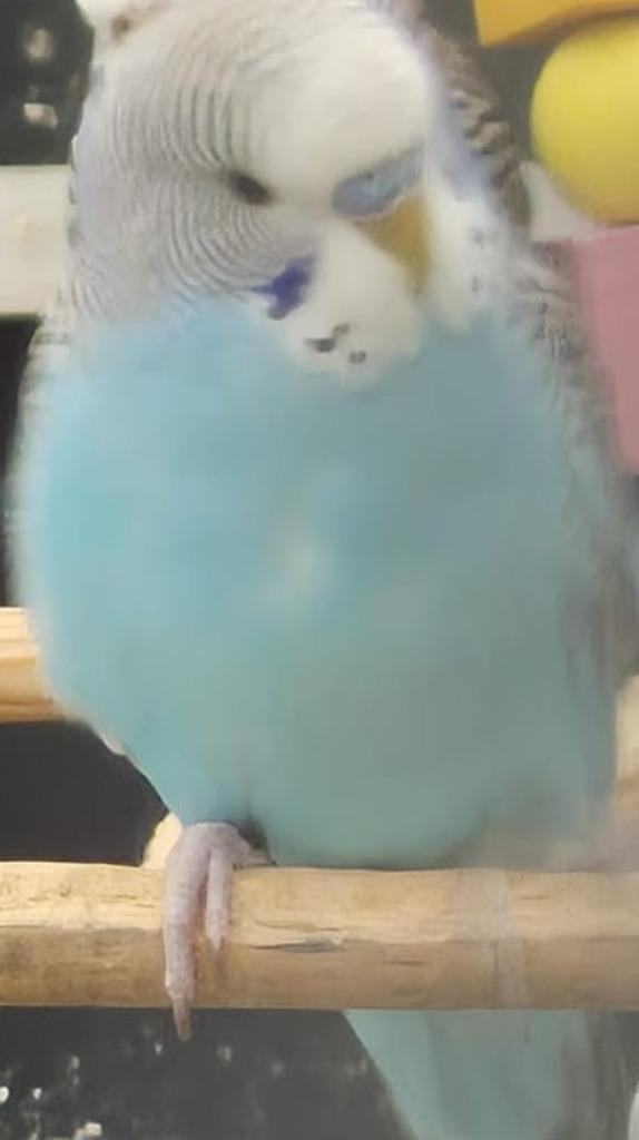 parkiet, Dieren en Toebehoren, Vogels | Parkieten en Papegaaien, Parkiet, Meerdere dieren, Geringd