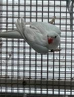 Halsbandparkiet, Dieren en Toebehoren
