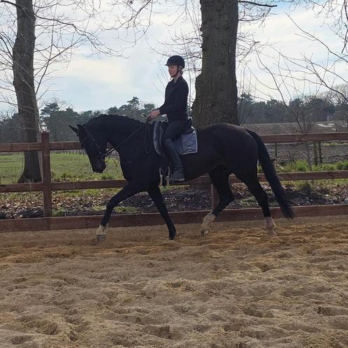 Fijn gereden merrie. Ook interessant vd fok., Dieren en Toebehoren, Paarden, Merrie