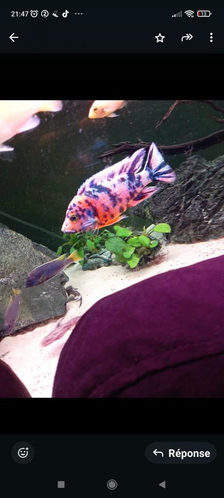 Jeunes aulonocara ob 5-6 cm, Dieren en Toebehoren, Vissen | Aquariumvissen