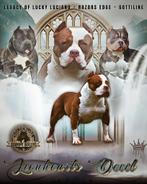 PRACHTIGE AMERICAN BULLY DEK REUEN, België, Reu, 1 tot 2 jaar, CDV (hondenziekte)