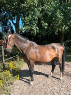 Fokmerrie Chacco Blue x Lancer III, Dieren en Toebehoren