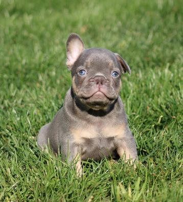 Franse Bulldog pups Lilac-tan beschikbaar voor biedingen