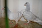 kleurpostduiven, Dieren en Toebehoren, Vogels | Duiven, Postduif