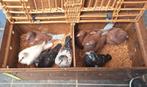 Jonge duifjes voor de kweek of slacht., Dieren en Toebehoren