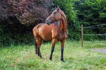 Super brave, voorwaartse merrie, Jument, Cheval de récréation, Vermifugé, 11 ans ou plus