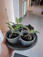 Kalanchoe daigremontiana, Ophalen