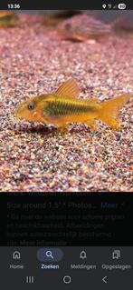 Corydoras goldline locatie maastricht, Dieren en Toebehoren