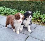 australische herder pups, Dieren en Toebehoren, België, CDV (hondenziekte), 8 tot 15 weken, Meerdere