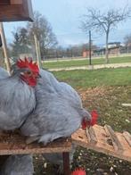 Cochin kriel haantjes parelgrijs, Dieren en Toebehoren, Meerdere dieren, Kip