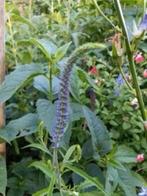 Veronica longifolia, laatste potjes vanaf 1 euro, Tuin en Terras, Planten | Tuinplanten, Vaste plant, Halfschaduw, Zomer, Ophalen