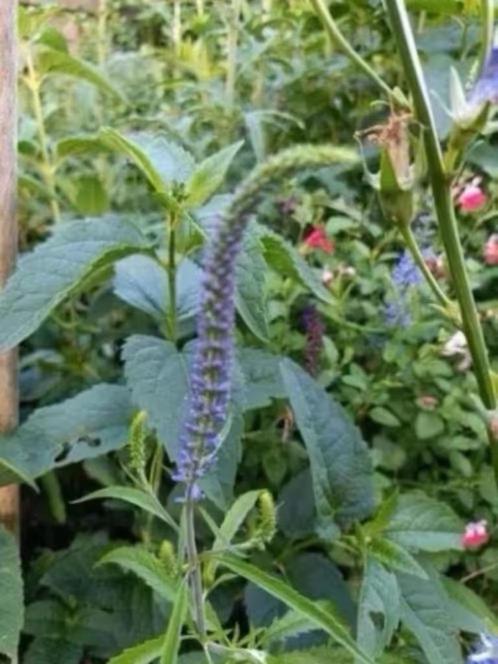 Veronica longifolia, laatste potjes vanaf 1 euro, Tuin en Terras, Planten | Tuinplanten, Vaste plant, Overige soorten, Halfschaduw