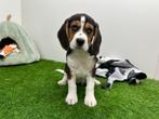 Beagle pups, België, Beagle, 8 tot 15 weken, CDV (hondenziekte)