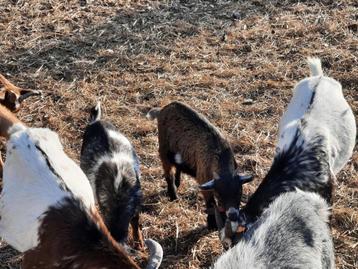 Jonge dwerggeitjes, Mâle, Chèvre, 0 à 2 ans