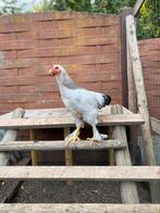 Jong haantje te koop, Dieren en Toebehoren, Pluimvee, Mannelijk, Kip