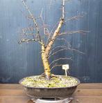 Mooie Meidoorn bonsai met veel mogelijkheden, Tuin en Terras, Planten | Bomen, Ophalen