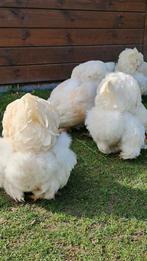 Broedeieren brahma lemon pyle, Dieren en Toebehoren, Geslacht onbekend, Kip