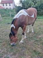 1,5 jarige merrie kruising trekpaard / rijpaard