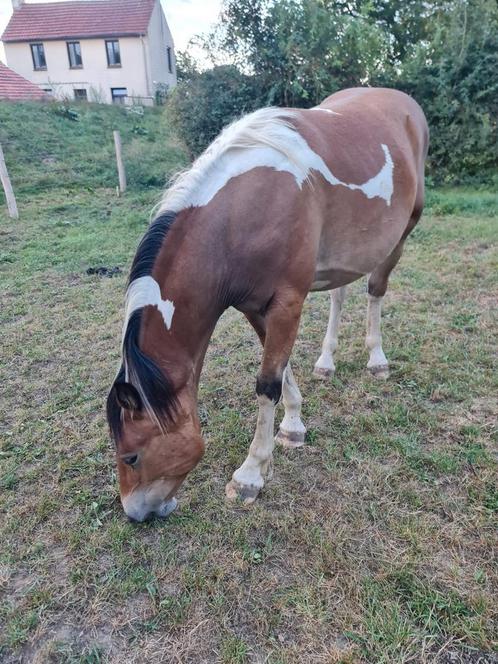 1,5 jarige merrie kruising trekpaard / rijpaard, Dieren en Toebehoren, Pony's