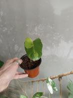 Philodendron Burle Marx Variegata, Ophalen of Verzenden
