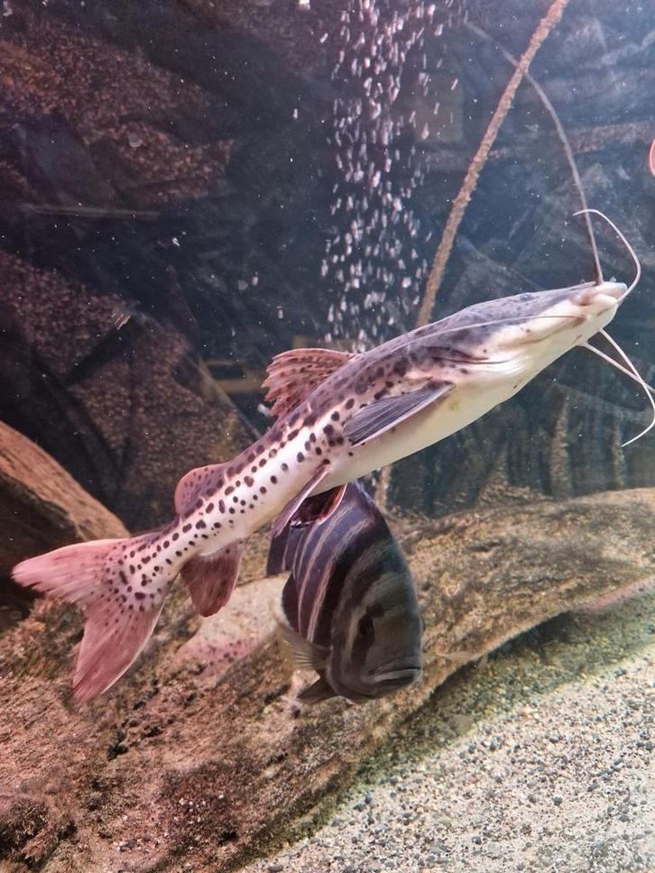 Phractocephalus X Pseudoplatystoma +-35cm (Hybride meerval), Dieren en Toebehoren, Vissen | Aquariumvissen, Zoetwatervis, Vis