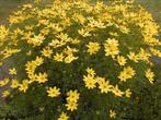 Carex , Coreopsis ,, Tuin en Terras, Planten | Tuinplanten, Ophalen of Verzenden, Vaste plant