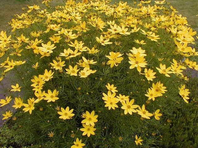 Carex , Coreopsis ,, Tuin en Terras, Planten | Tuinplanten, Vaste plant, Ophalen of Verzenden